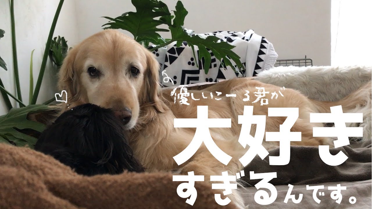 優しいゴールデンレトリバーが大好きすぎるダックス Youtube