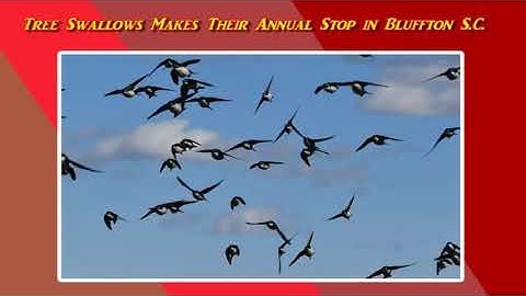 Tree Swallows Makes Their Annual Stop in Bluffton S. C. Migrating  South.