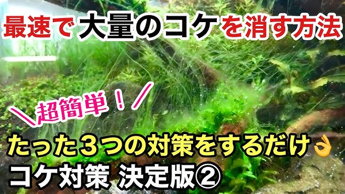 水槽のコケ対策決定版 大量発生したコケを最速で消す方法を大公開 Adaネイチャーアクアリウム水草水槽立ち上げ初心者 黒髭ゴケ クロヒゲコケ アオミドロ 糸状コケ 藍藻 珪藻 茶ゴケ 水換え水替え Youtube