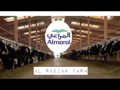 almarai uae farm visit