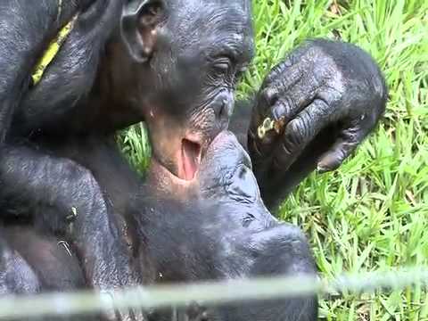 Bonobos kissing!