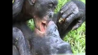 Bonobos kissing!