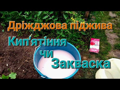 Як підживити помідори