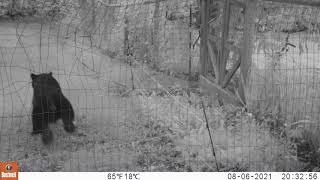 Black bear testing electric fence