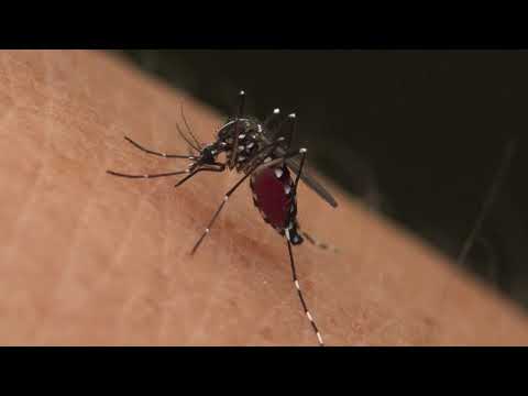 View of Mosquito Bite　【Asian tiger mosquito】　 ヒトスジシマカのお食事