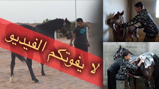 التعامل مع صغار الخيل ومقاودة وترويش الشيخة دهماء 😍 لا يفوتكم الفيديو - فيديو تعليمي