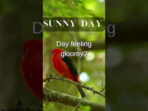 Sunny Day Birds