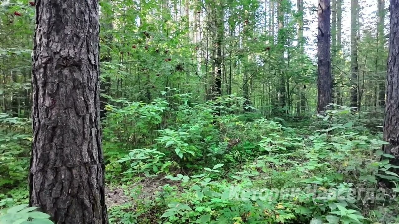 «Муж побледнел, узнав правду: камера всё это время работала»