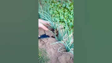 Bộ đôi xẻng mũi tròn mũi nhọn làm vườn. Cửa hàng Dụng Cụ Nông Nghiệp. VN