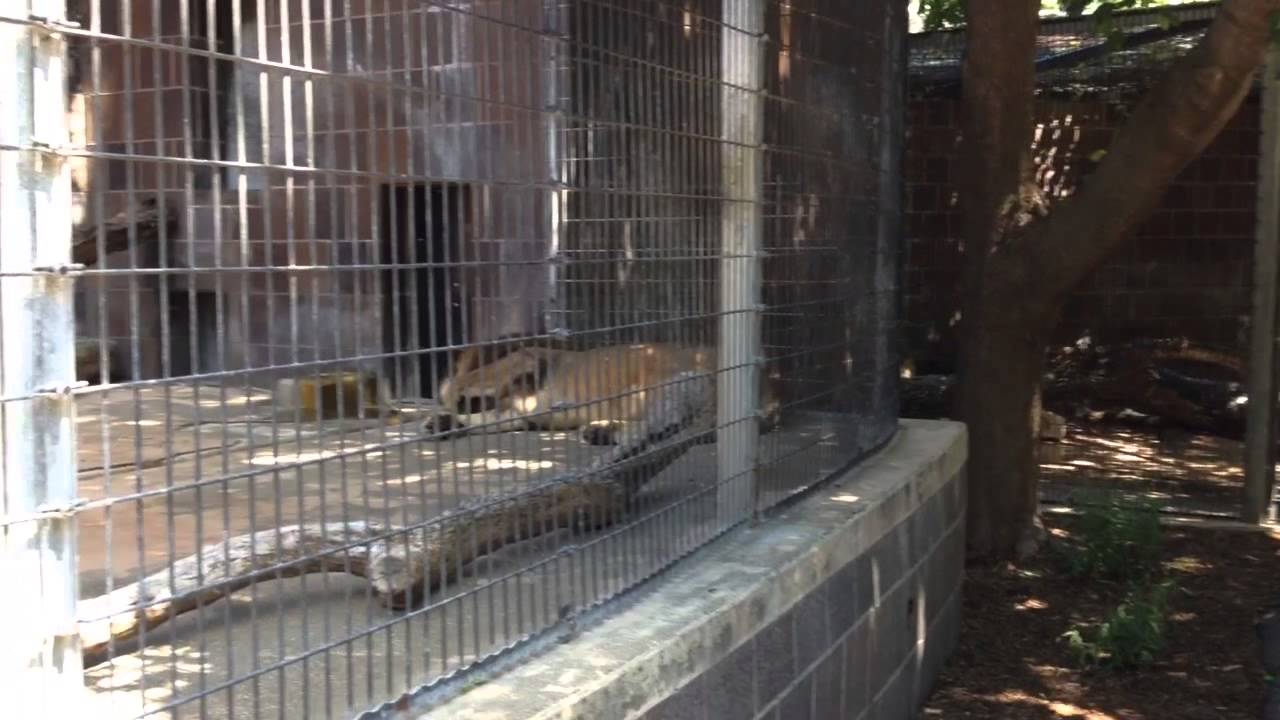 Lion Roars at Henry Doorly Zoo - YouTube