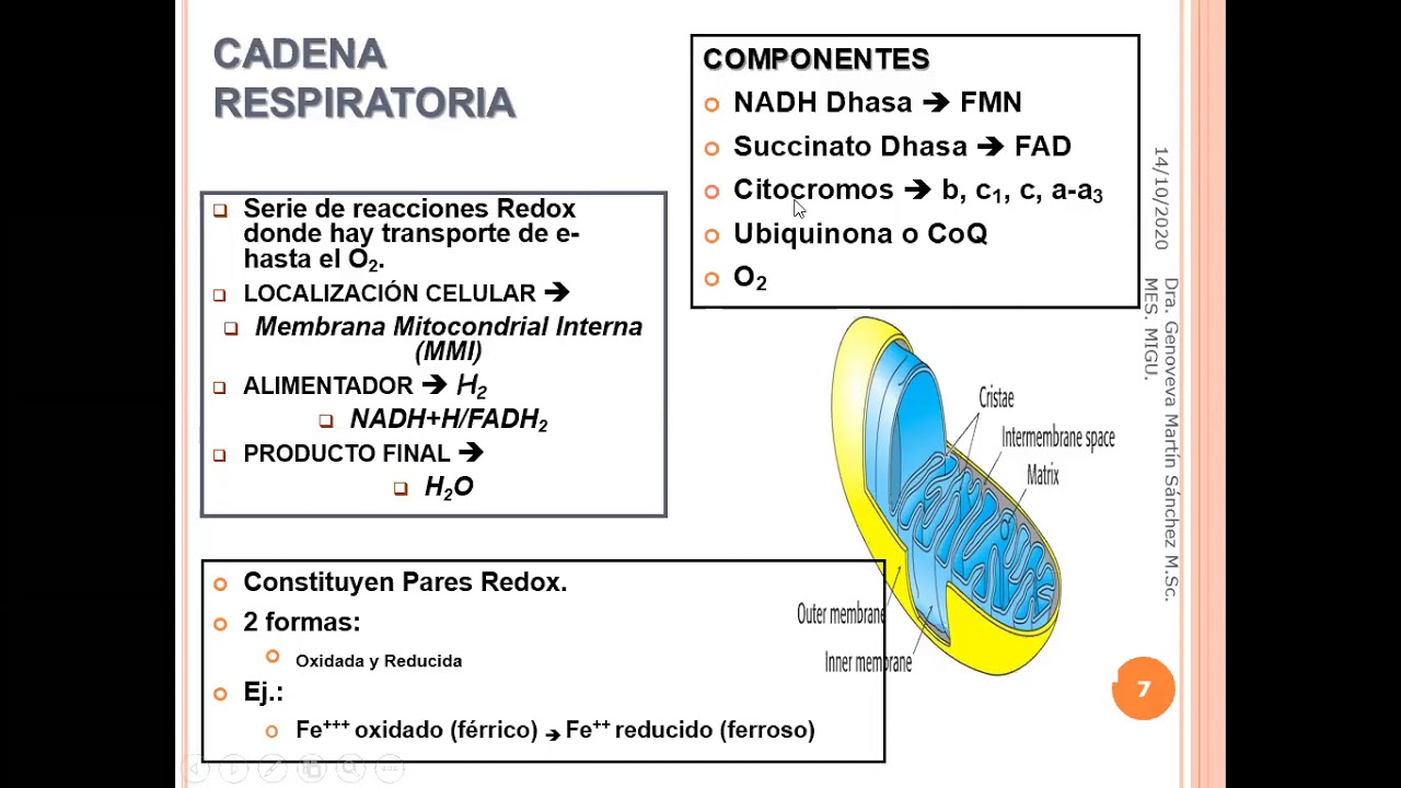 Cadena Respiratoria y Fosforilación Oxidativa YouTube