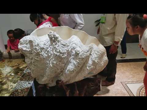 Video 300 Pounds Real Giant CLAM SHELL in Vietnam. Tridacna... - youtube