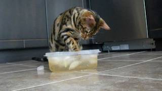 Moogly, the ice fisher Bengal cat by lasuria 2,490 views 12 years ago 1 minute, 11 seconds