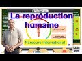 La reproduction humaine