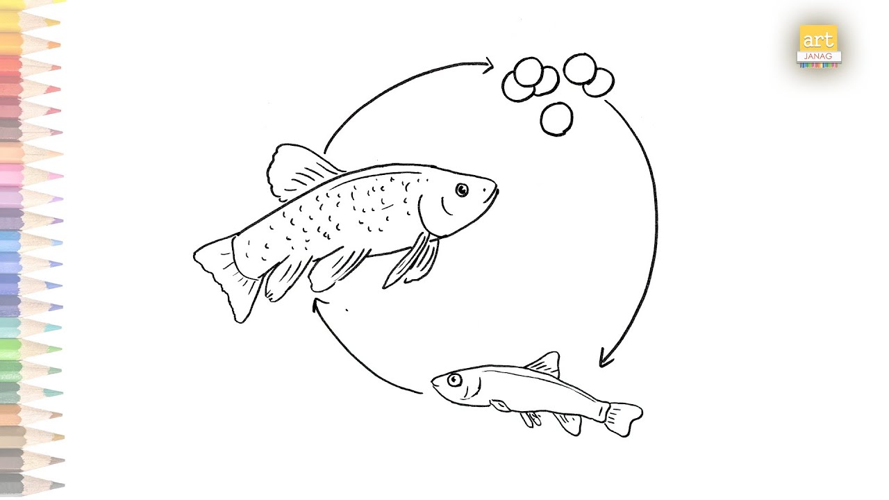 Life cycle of a Fish diagram How to draw Fish life cycle diagram step