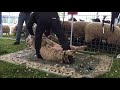 Sheep Shearing Demonstration - Kentucky Sheep and Fiber Festival 2016