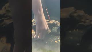 #fish #rtc #redtailcatfish #exotic fish