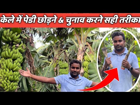केले की पेडी कैसे कब और कौन सी छोड़ें kele ki kheti / banana farming / Smart Kisan