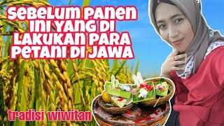 Tradisi Wiwitan Panen Padi Adat Jawa