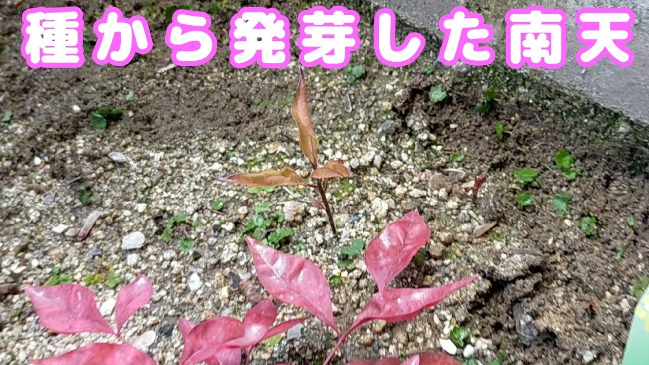 種を撒いた南天が発芽したようです。 - YouTube