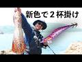【再販開始】新色でエギングしたらミラクルWヒット！【エギング】