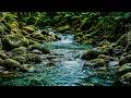 Relaxing Forest River Sounds 🌿 Crystal Clear Stream for Deep Sleep & Stress Relief
