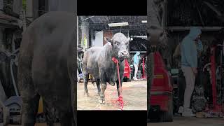 Download Lagu Bakrid 2025 some of our delivery by TEEL FARM \u0026 HIGHLANDS CREW MP3 Download Lagu Bakrid 2025 some of our delivery by TEEL FARM \u0026 HIGHLANDS CREW MP3