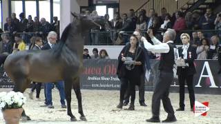 n89 free eukaliptus milan 2016 stallions 7 years old class 1112