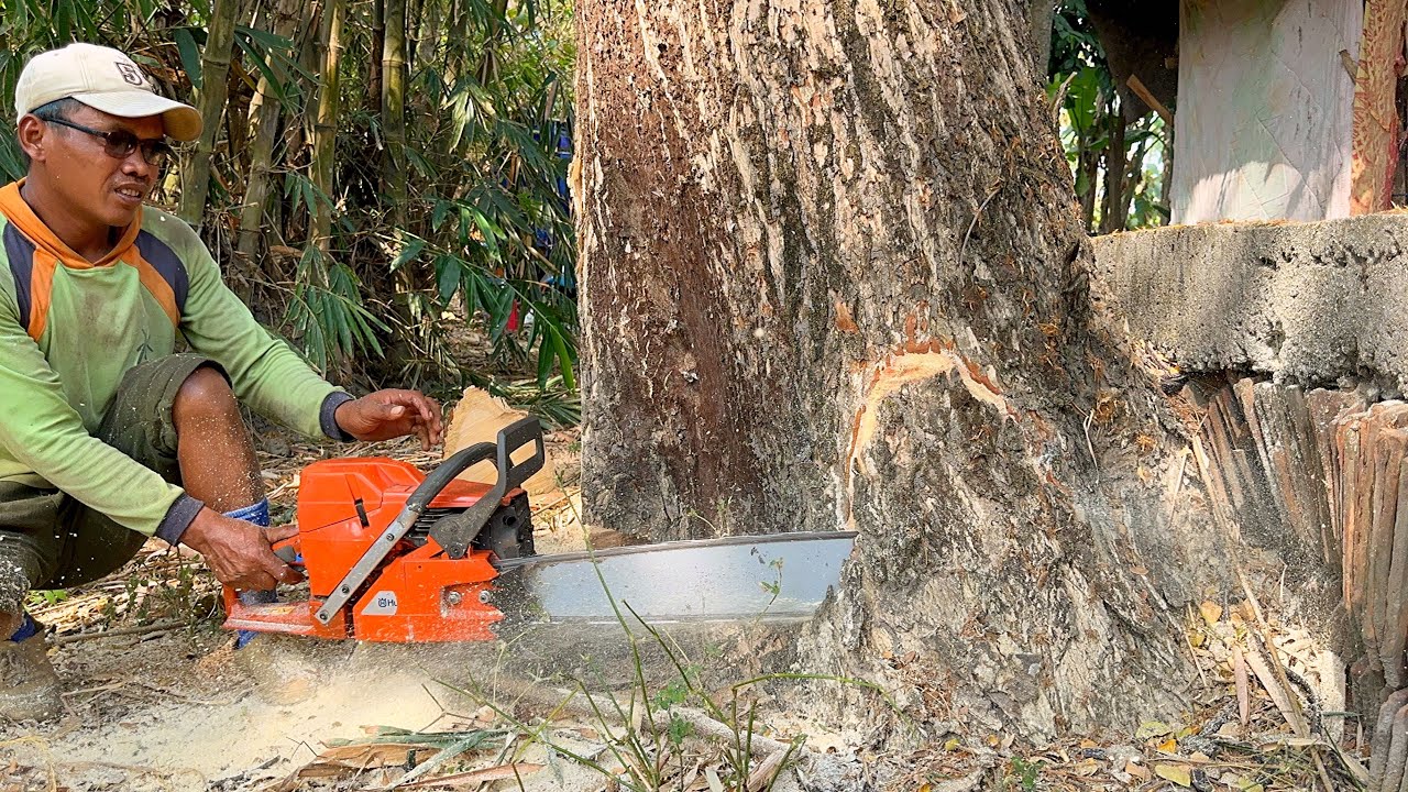 High risk !! Felling of 2 trees close to the building, Stihl ms 881 ...