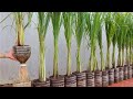 This is how I grow lemongrass for my family, it grows quickly and many tuber