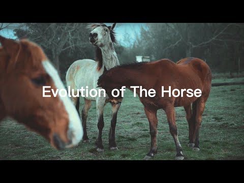 Video: Kom hästar från Amerika?