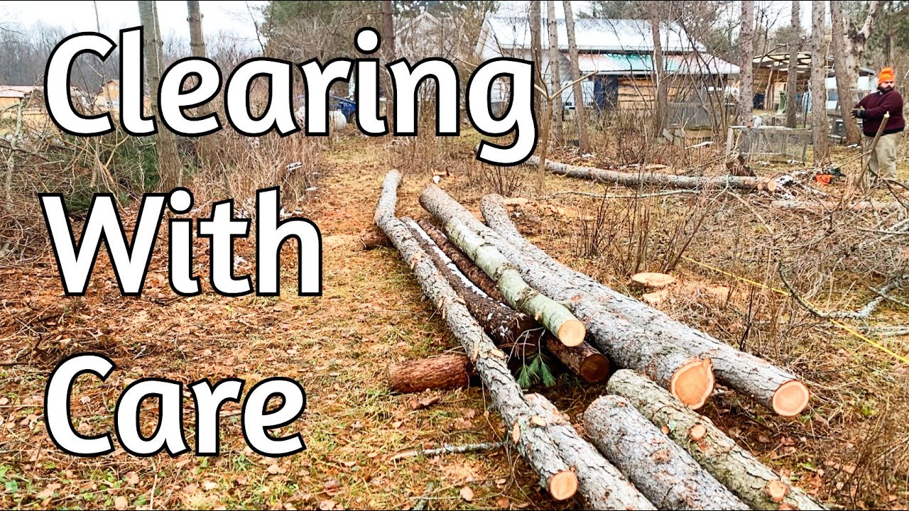 Clearing Trees - Thoughts on succession design