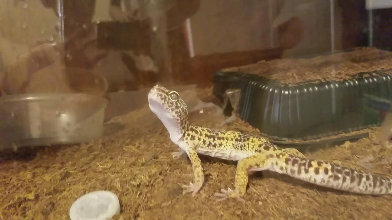 camera iphone 8 plus apk Reptile tour part two