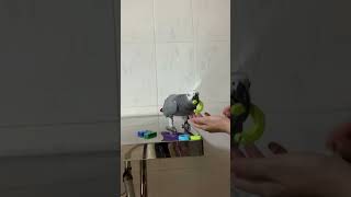 So proud Parrot Rocky Did So Well Today 🦜👩‍🏫🥰 #africangrey #talkingparrot #cuteparrot #birds #pets by Rocky and The Flock 114 views 11 days ago 1 minute, 16 seconds