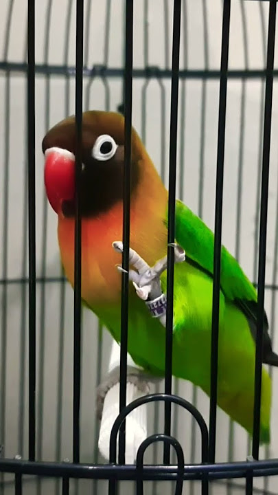 Suara Lovebird Betina Memanggil Lawan .