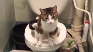 Кот на унитазе ))) Кот на унитазе )))