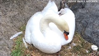 天鹅一家遭遇被土狼袭击/The swan family was attacked by coyotes.