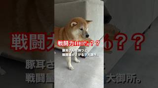 豚耳さんを咥えると戦闘力が上がる柴犬 しば 犬のいる暮らし shibaken dog おもしろ動画 柴犬 いぬ 癒される youtubeshorts おもしろ