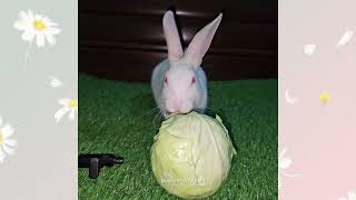 Cute Rabbit | Enjoying Eating | Crunchy Lettuce Asmr #asmrsounds #rabbit #cute #eating #asmr