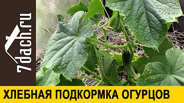 🥒 Повышаем урожайность огурцов: подкормка из хлеба - 7 дач