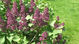 Любимый сад. Ландшафтные работы. Сирень. Рододендрон. Хвойные в саду. видео Злаки в ландшафтном дизайне: особенности композиции и выбор сортов