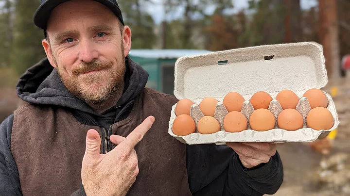 De la Granja al Mercado: Cómo Recolectamos, Envasamos y Vendemos Huevos