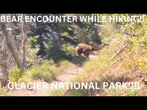 Bear Encounter While