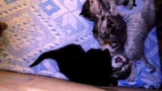 Котята скоттиш страйт/фолд Котята скоттиш страйт/фолд
