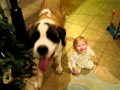 Baby (14 months old) playing with Saint Bernard Puppy (7 months old)