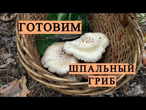 КАК ГОТОВИТЬ ПИЛОЛИСТНИК ЧЕШУЙЧАТЫЙ Neolentinus lepideus. Едим Шпальный гриб