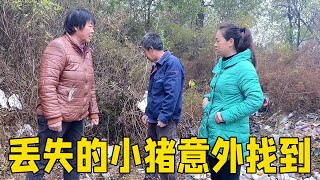 小猪丢失几天意外找回，全家看到那一刻瞬间懵了，奶奶自责生闷气【姑嫂一家亲】