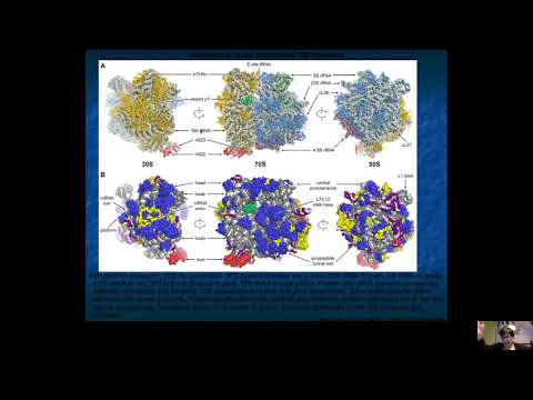 Vídeo: A archaea pode sofrer uma mutação?