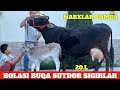 ANA XOLOS BOLASI BUQA SUTDOR SIGIRLAR NARXLAR BOMBA ULGURIB QOLIN