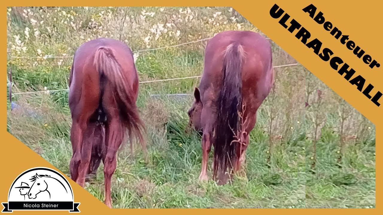 Nach Decksprung  Ultraschall: Ist Queenie tragend & überlebt Tierärztin die Untersuchung des Pferdes